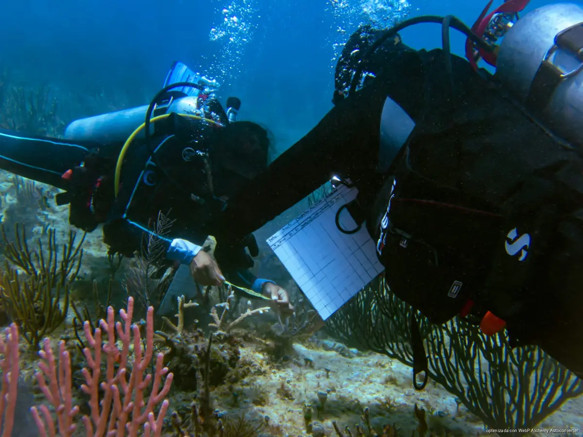 Close-up of restored coral colonies growing on a reef in Playa del Carmen