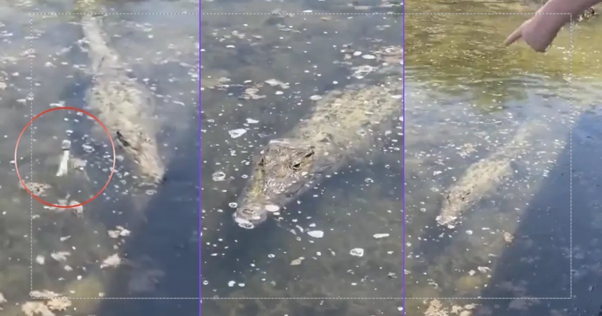 A crocodile in the water at Laguna Colombia in Cozumel's Punta Sur park, where a guide was sanctioned for using a bone to lure the animal.