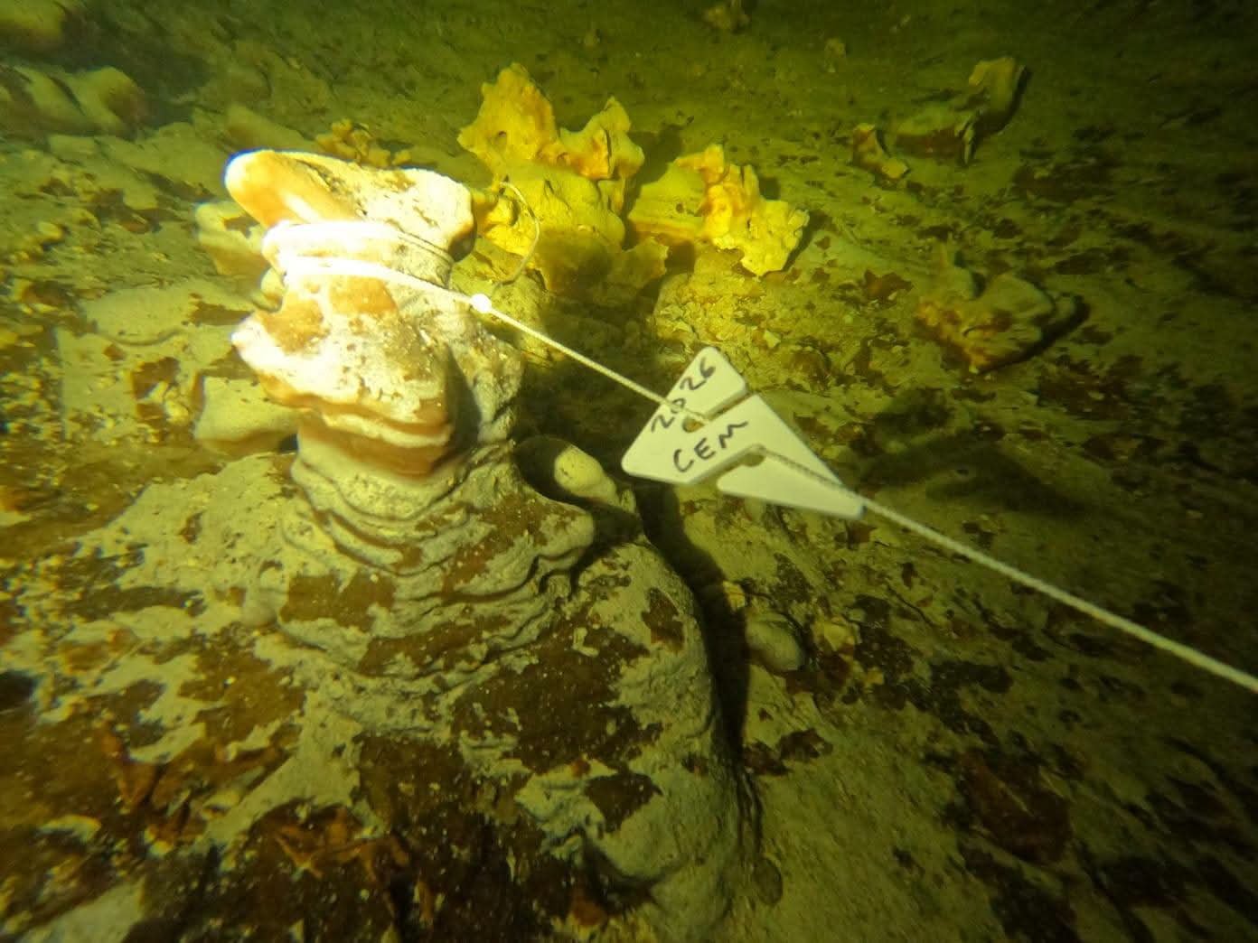 Divers and scientists exploring the flooded passages of Cueva Popotitos, a newly documented underwater cave system south of Cozumel, Quintana Roo