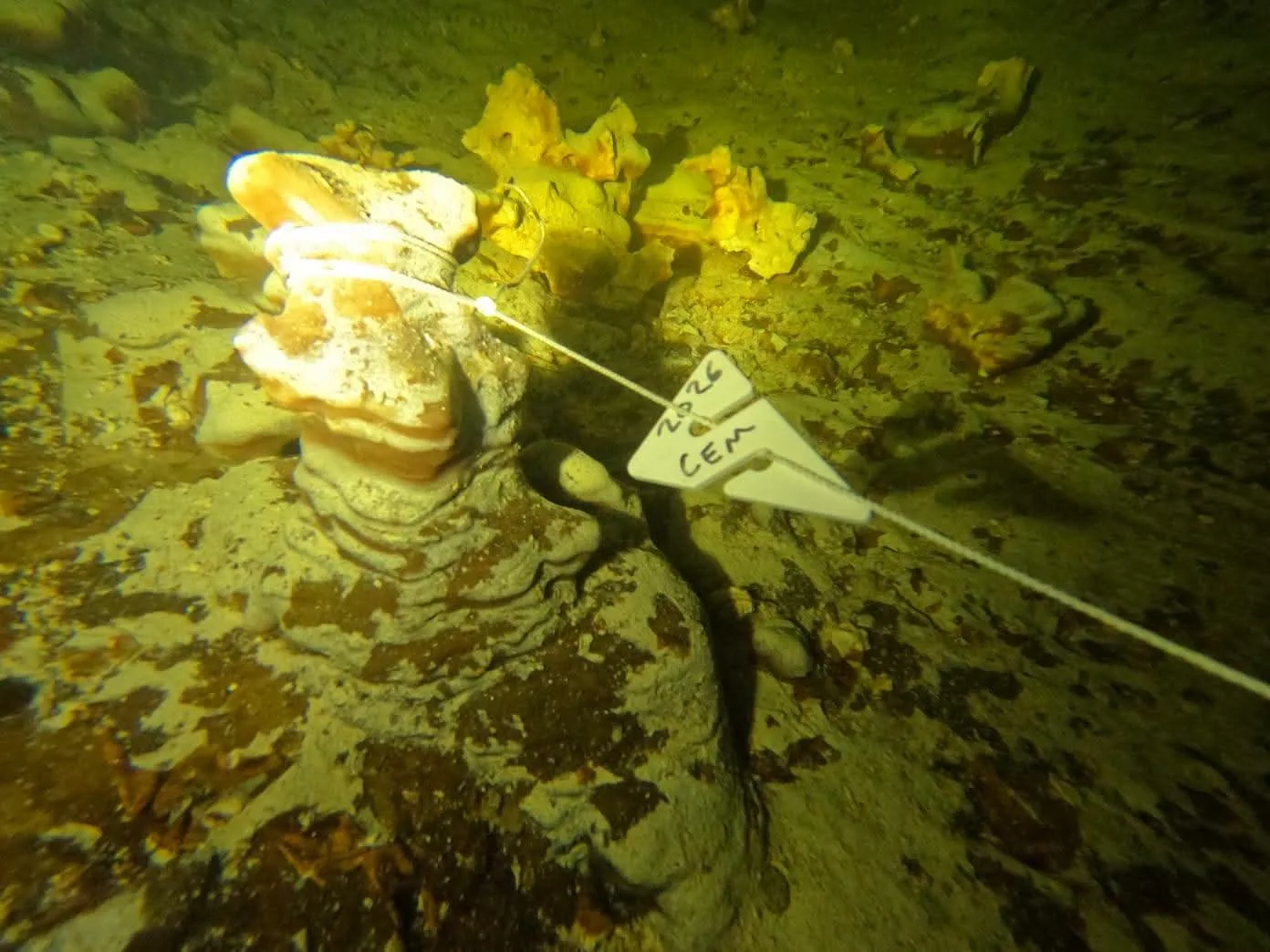 Divers and scientists exploring the flooded passages of Cueva Popotitos, a newly documented underwater cave system south of Cozumel, Quintana Roo
