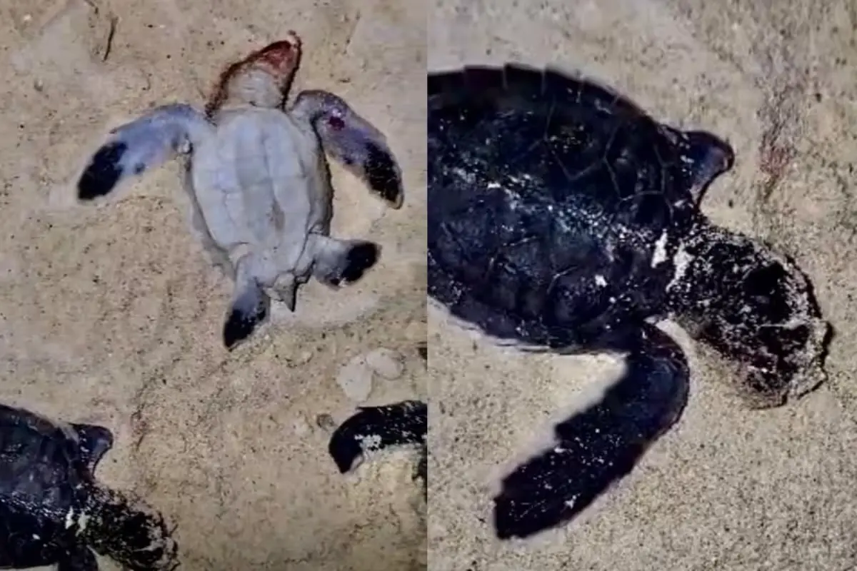 Beach at Punta Esmeralda in Playa del Carmen where dead sea turtle hatchlings were found with dog bites