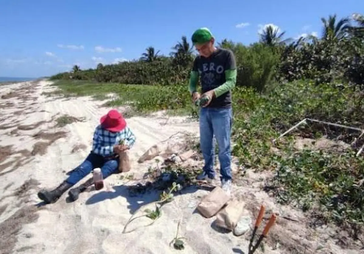 Native coastal vegetation and rebuilt sand dunes along a beach in Cancun's Hotel Zone in Quintana Roo, Mexico