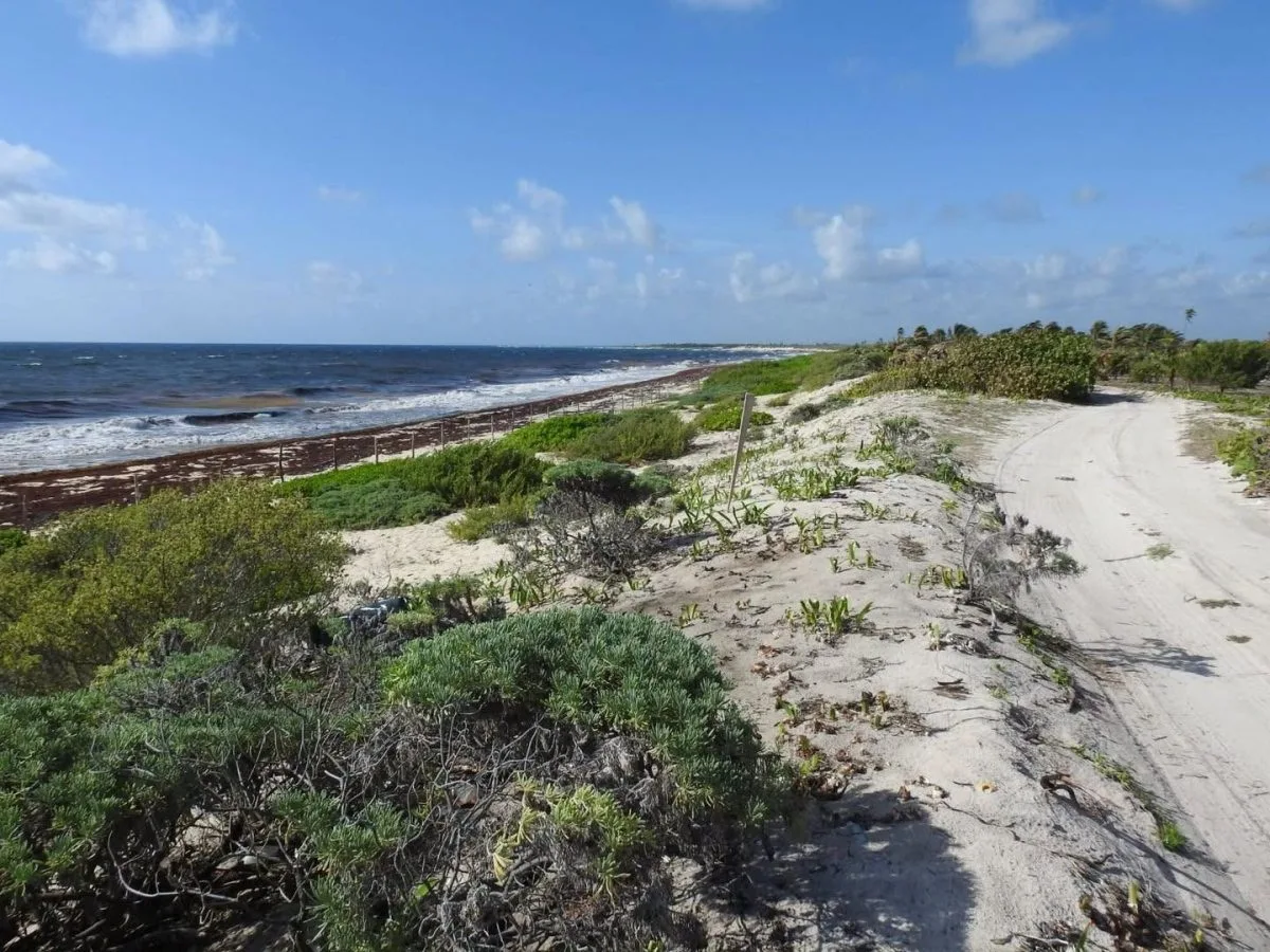 Native plants and shrubs covering sand dunes along the Caribbean coastline of Quintana Roo, Mexico