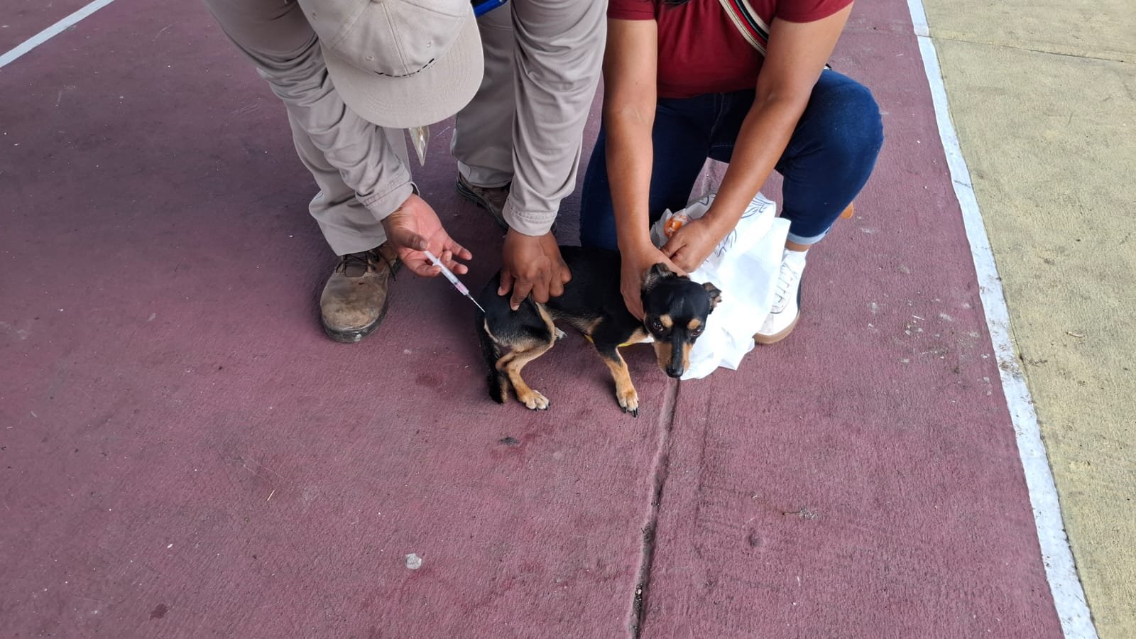 A dog receives a free rabies vaccine during Cozumel's island-wide pet vaccination campaign