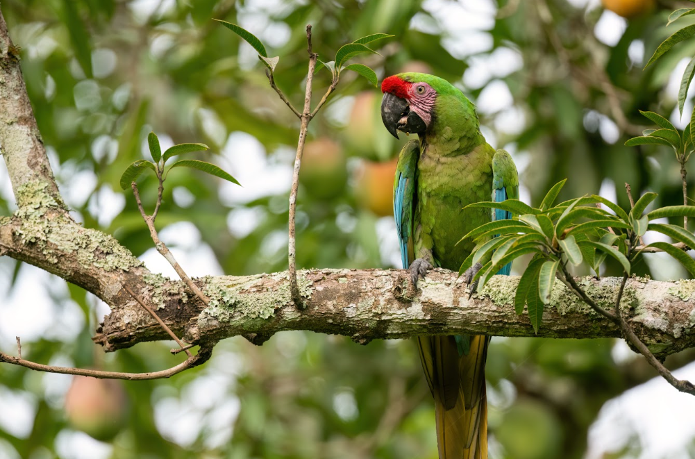 A green macaw, Ara militaris, with olive-green plumage and a white facial patch perched on a branch in a tropical forest