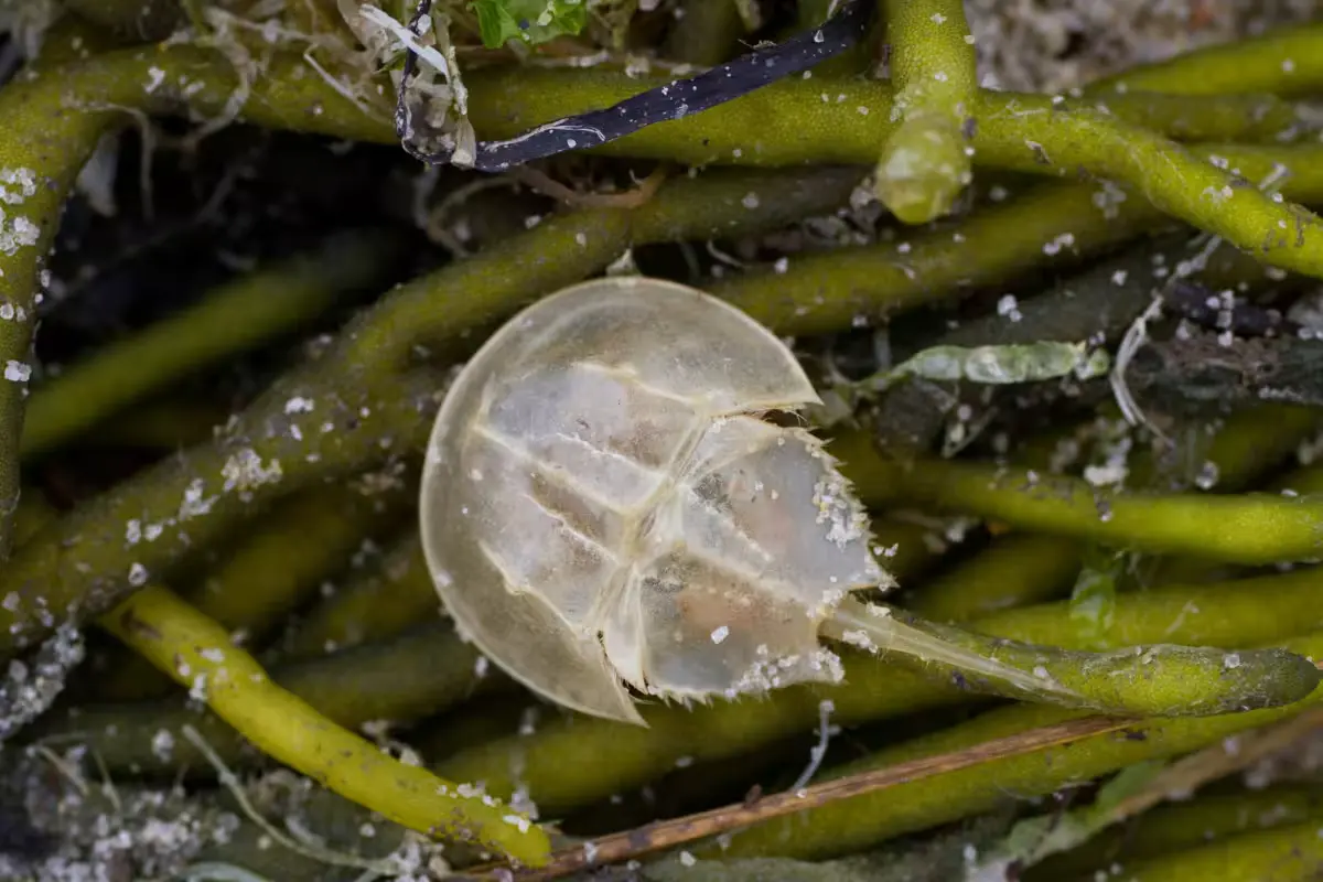 Horseshoe crabs in the shallow sand and mud flats of Laguna Chacmuchuch on Isla Mujeres, Quintana Roo