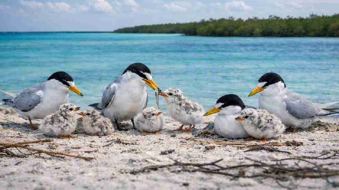 A least tern, the smallest tern species in North America, stands on sandy beach habitat in the Sian Ka'an Biosphere Reserve in Quintana Roo, Mexico