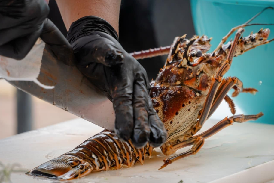 Fishermen handling lobster catch aboard a boat in Tulum, Quintana Roo