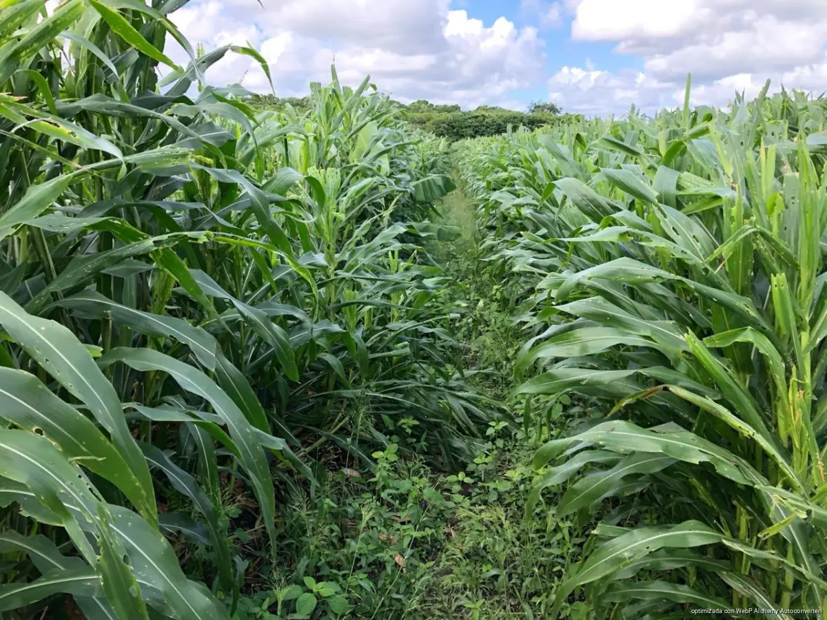 Dry farmland and traditional Maya milpa plots near Tulum in Quintana Roo, Mexico, where scarce rainfall has delayed corn planting