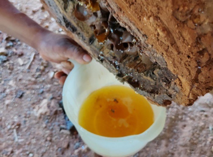 Jars of melipona honey and a traditional hollow-log hive used for stingless bees in Jose Maria Morelos, Quintana Roo.