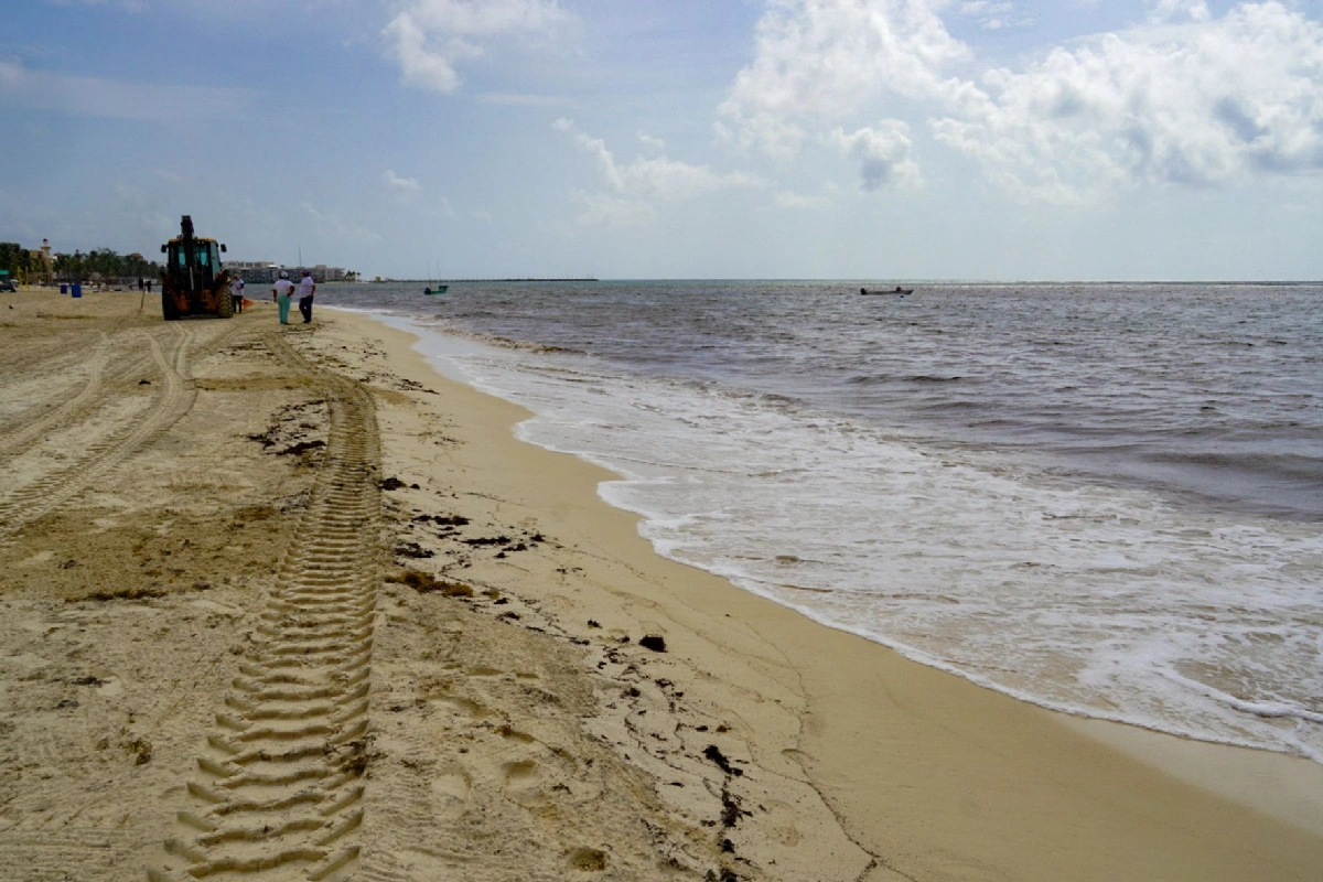 The Mexican Navy removes sargassum from a beach in Quintana Roo, where collection has reached a record level in 2026.