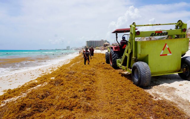 Sargassum seaweed washed ashore on a Caribbean beach in Quintana Roo, Mexico, with hotels in the background