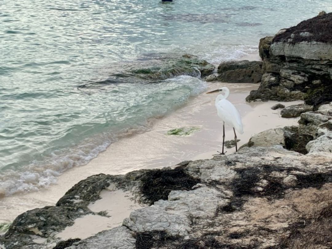 Lagoon and mangrove waters in Quintana Roo, Mexico, where scientists are sampling for microplastics and chemical pollutants
