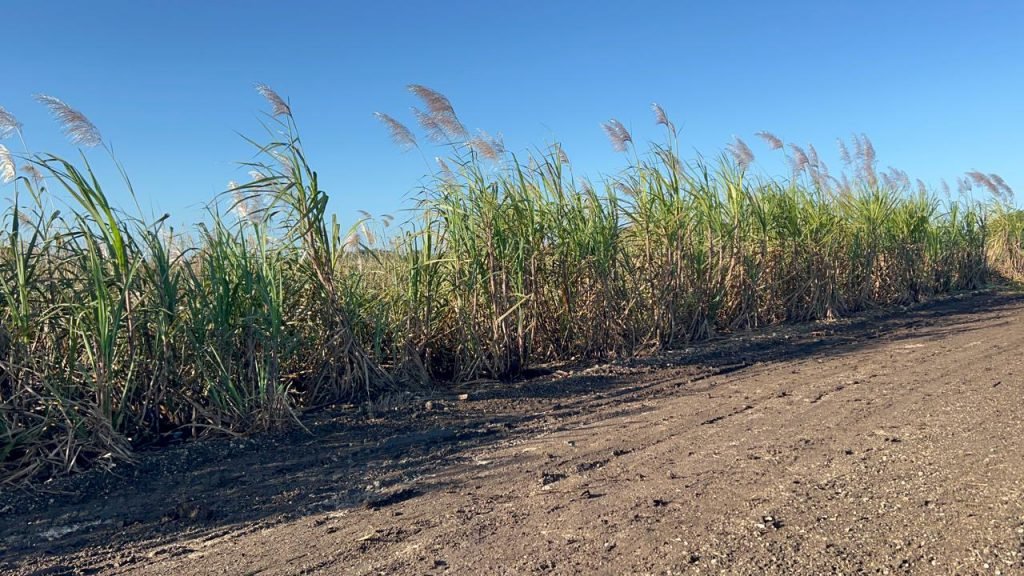 Dry, cracked earth and sparse vegetation illustrating drought conditions across Quintana Roo