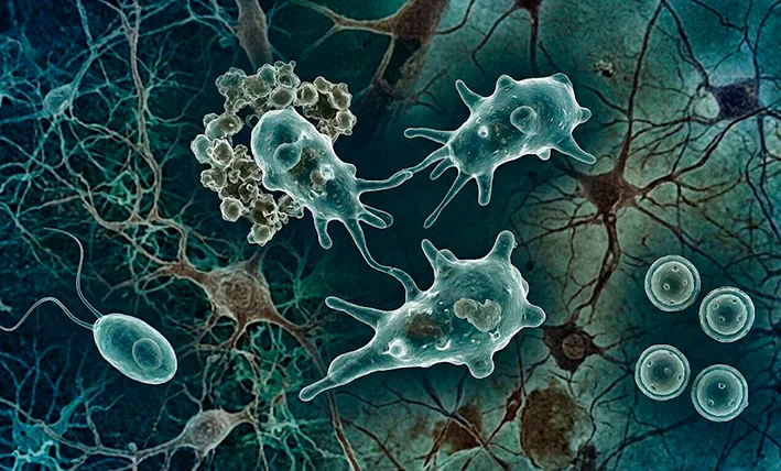 Illustration of warm freshwater where the Naegleria fowleri amoeba can live, including lakes, rivers and cenotes