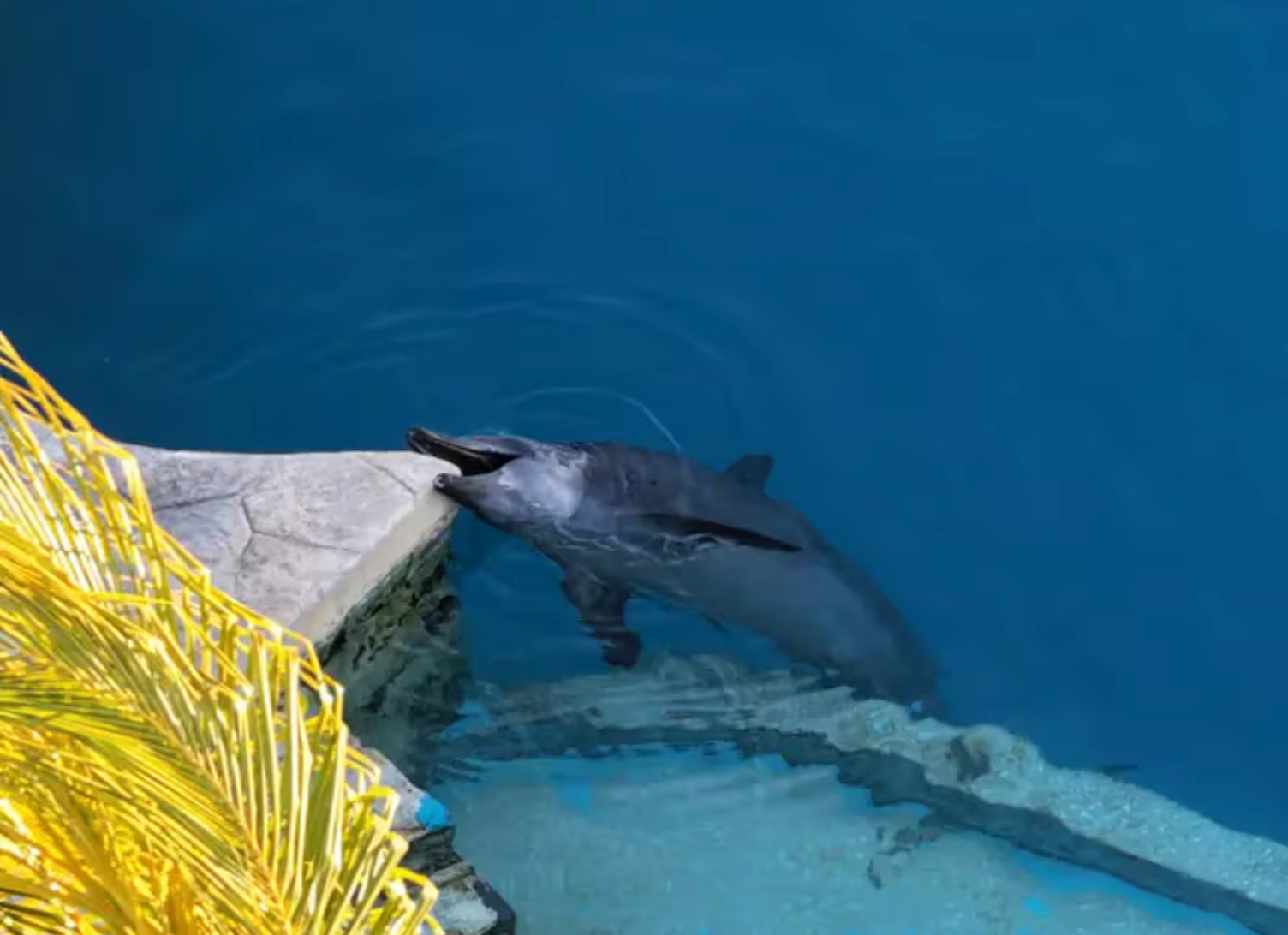Aerial view of concrete pools at the closed Ventura Park in Cancún where nine dolphins remain in captivity