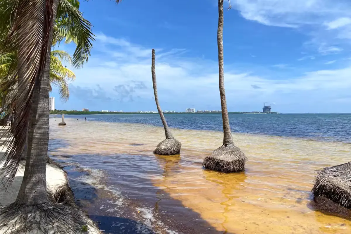 Palm trees left standing in the surf after coastal erosion destroyed part of the beach at Playa Coral in Quintana Roo, Mexico