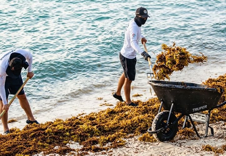 Workers remove sargassum from a beach in Puerto Morelos, Quintana Roo