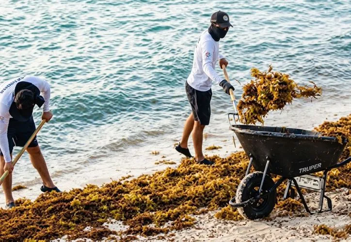 Workers remove sargassum from a beach in Puerto Morelos, Quintana Roo