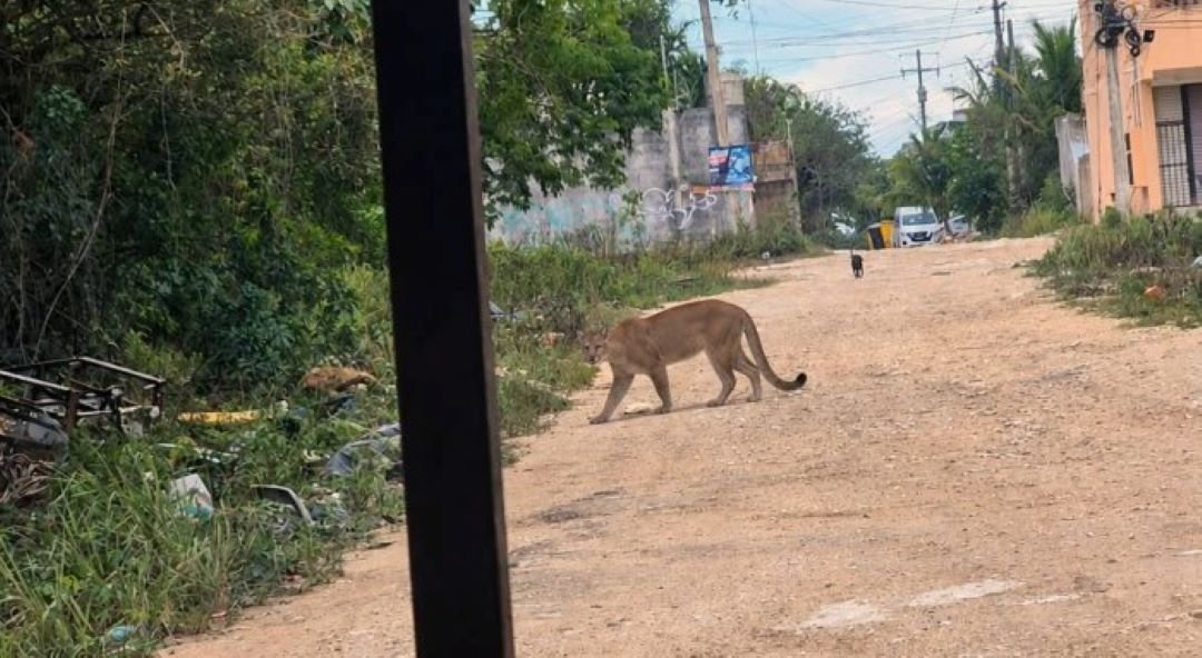 A puma walking through vegetation near a residential area in Cancún, Quintana Roo