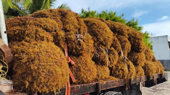 Collection nets filled with sargassum floating in the water off the coast of Mahahual, Quintana Roo
