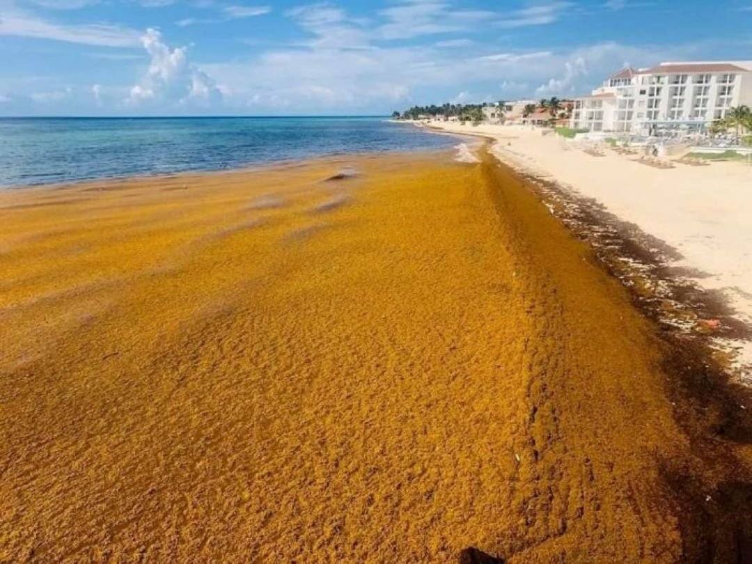 Workers and heavy machinery collect sargassum seaweed along a beach in Quintana Roo, Mexico
