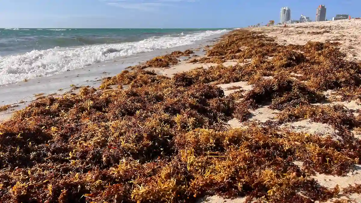 Crews collect sargassum seaweed on a beach in Quintana Roo, Mexico