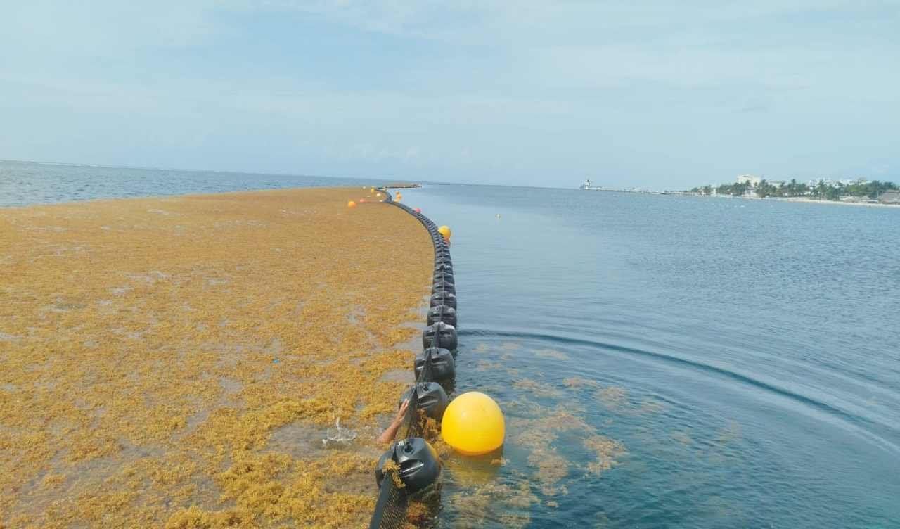 Sargassum seaweed covering a beach in Quintana Roo, Mexico
