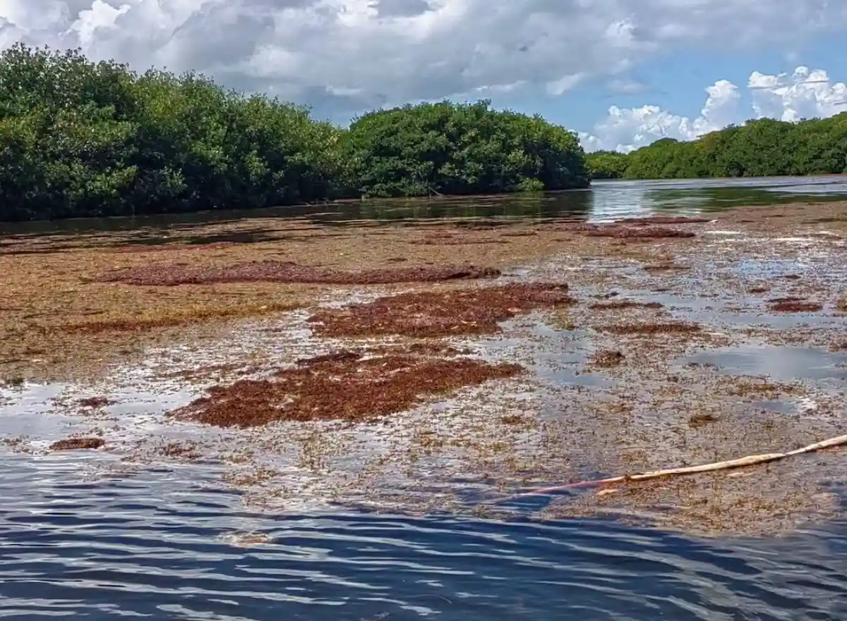 Sargassum seaweed floating in the Bacalar Chico channel, the natural border between Mexico and Belize