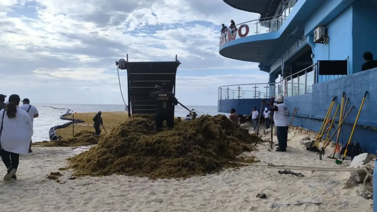 Sargassum seaweed washed up on a beach in Quintana Roo, where hoteliers spend more than $150 million a year on cleanup