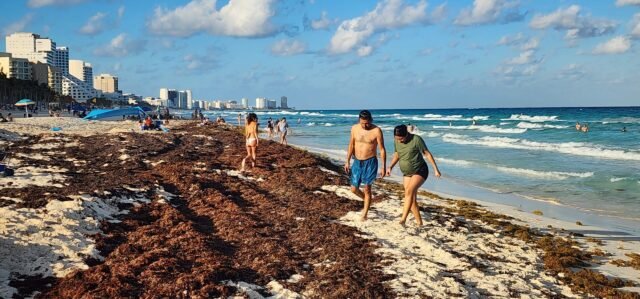 Thick sargassum seaweed piled on the sand of a Riviera Maya beach in Mexico