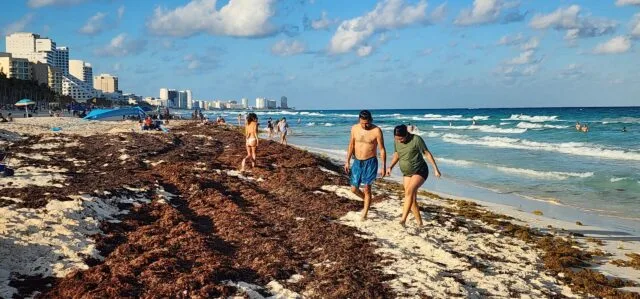 Thick sargassum seaweed piled on the sand of a Riviera Maya beach in Mexico