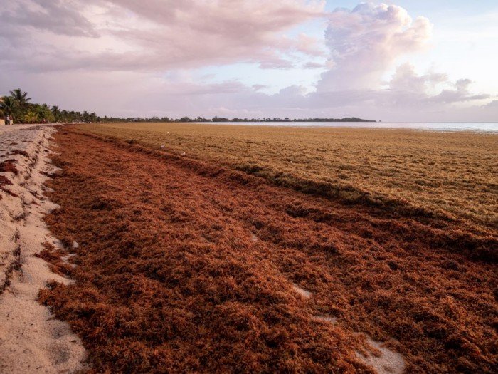 Large amounts of sargassum seaweed piled on a beach along the Mexican Caribbean coast.