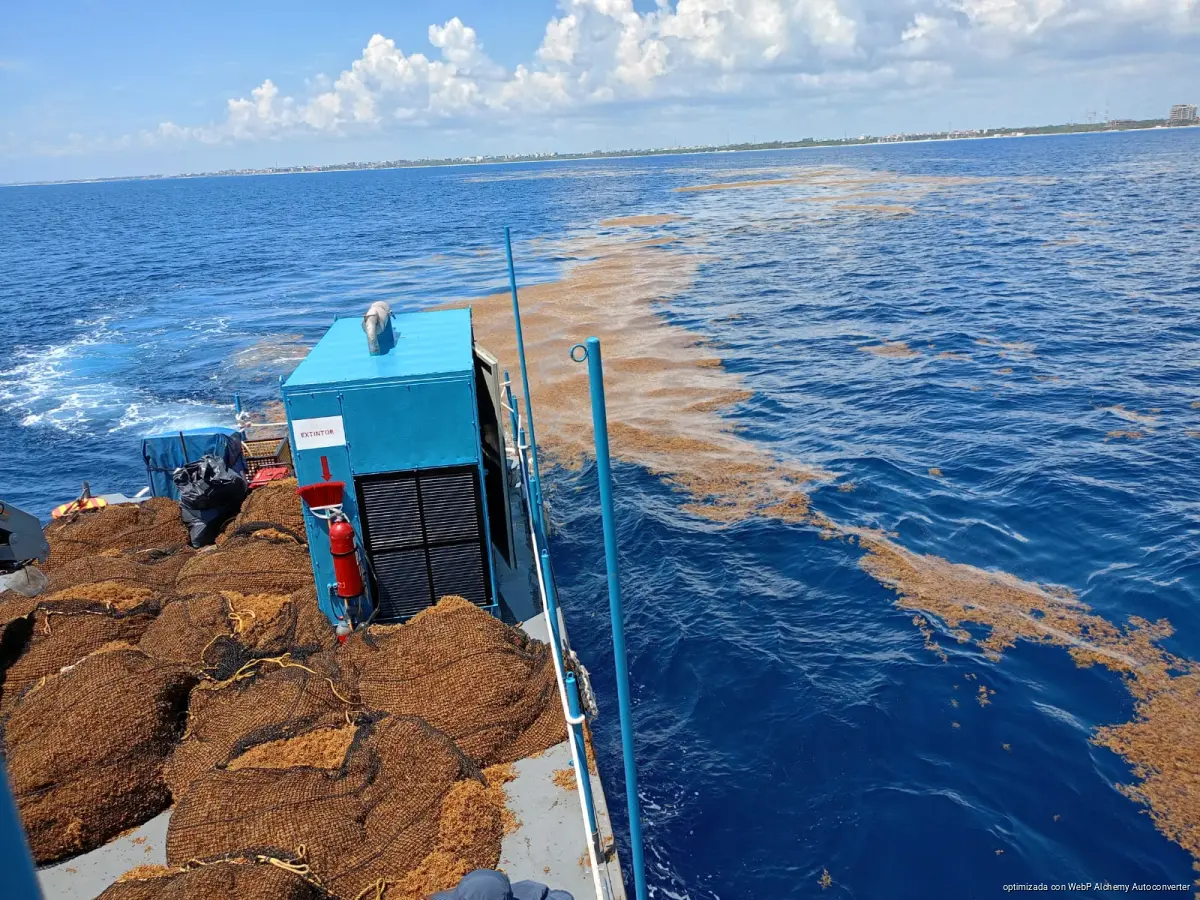 Sargassum seaweed piled on a Playa del Carmen beach as cleanup crews work to remove it.
