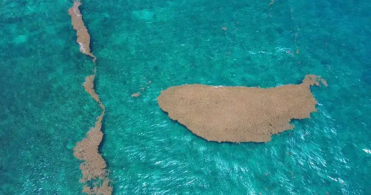 Sargassum seaweed washed up on a coastal beach in Quintana Roo, Mexico
