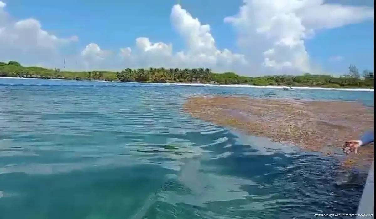 Piles of brown sargassum seaweed washed up along the shoreline of a Caribbean beach in Quintana Roo, Mexico