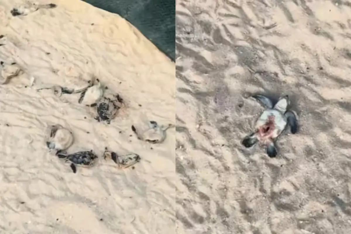 Sea turtle hatchlings making their way across the sand toward the sea on a Cancún beach