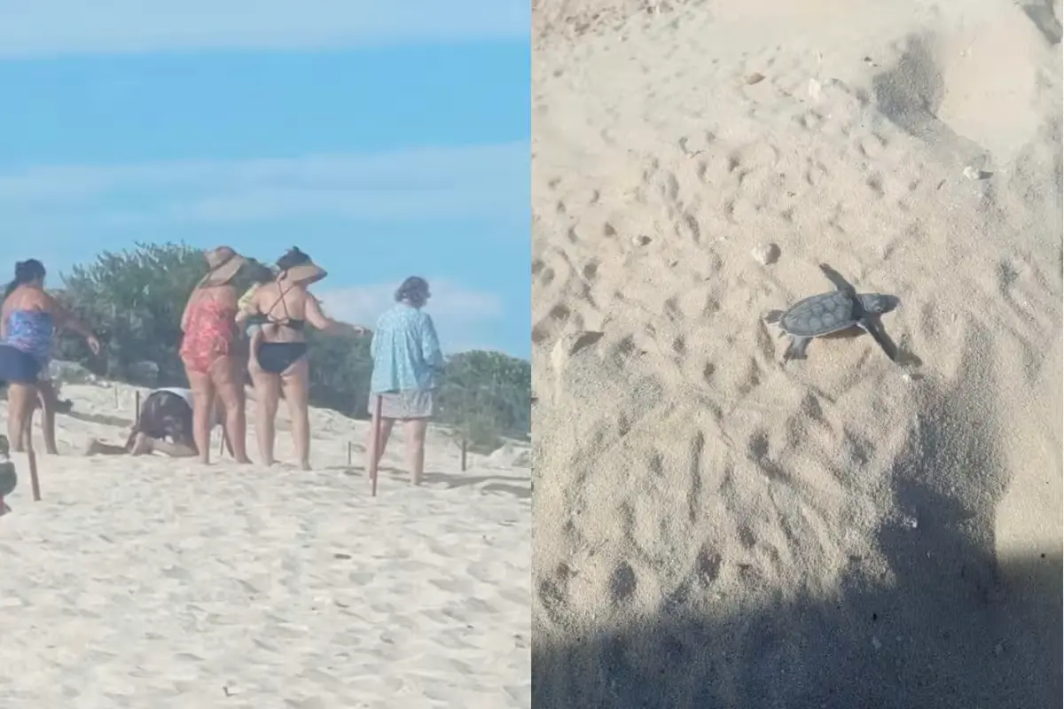 Sea turtle hatchlings crawling across the sand toward the sea on a Cozumel beach