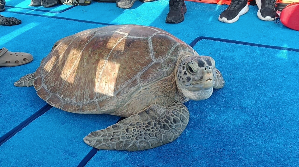 Four sea turtles are released from a boat into the ocean off Quintana Roo after rehabilitation at Grupo Xcaret's marine wildlife hospital.
