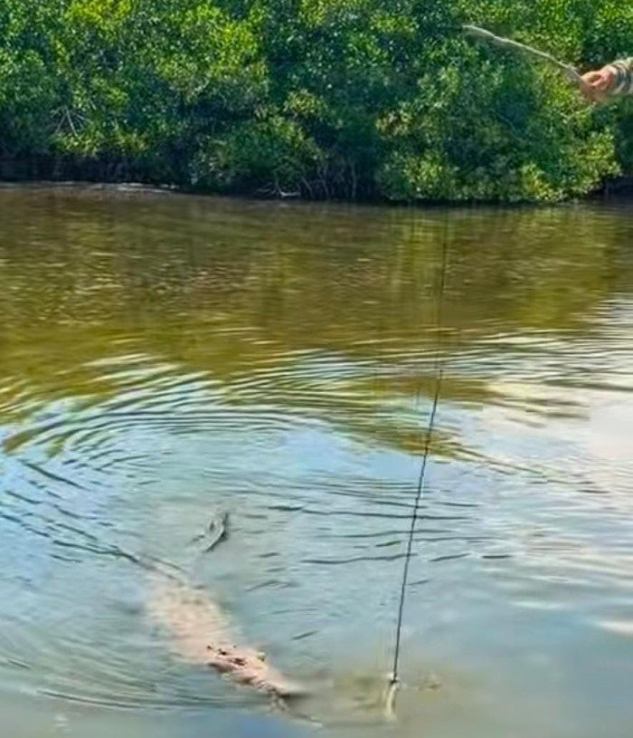 A tour guide uses a bone tied to a rod to lure a crocodile at the Colombia lagoon in Punta Sur, Cozumel.