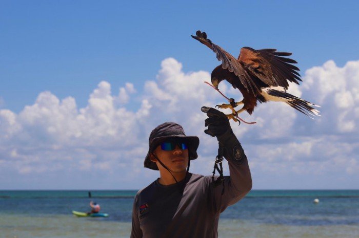 A trained Harris's hawk perches at a beach club in the Riviera Maya where it helps deter other birds.