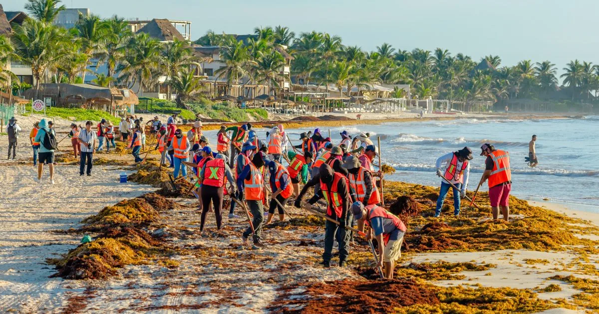 Volunteers and ZOFEMAT staff gathering plastic, glass and household waste along Playa del Pueblo in Tulum during a beach cleanup