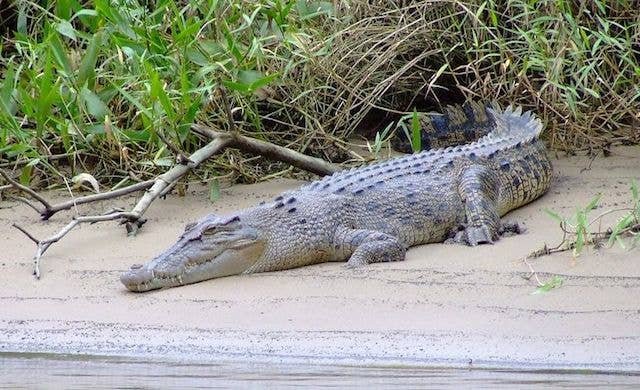 update crocodile attack cozumel