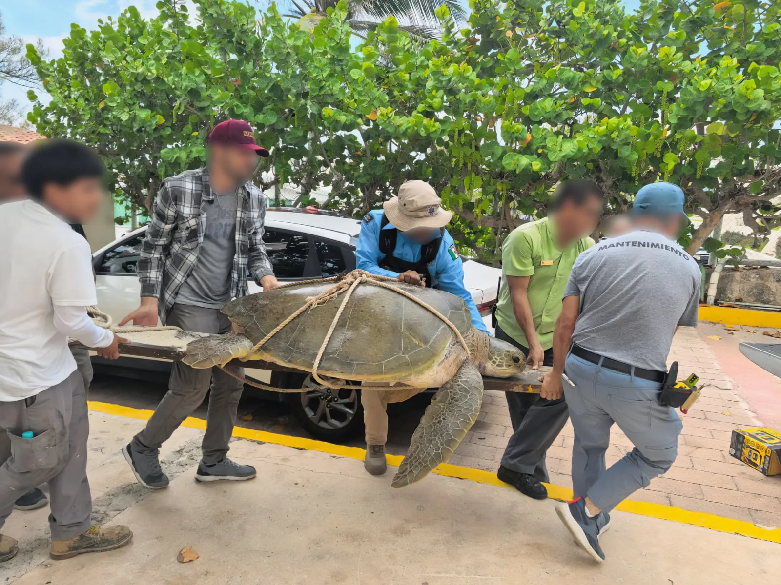 A white sea turtle on the sand after being rescued from the hotel zone in Cancún, Quintana Roo