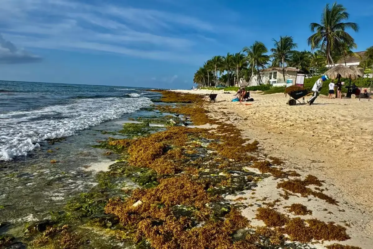 A beach at Xcalacoco in Playa del Carmen with sargassum and exposed rocks after groins were installed offshore.