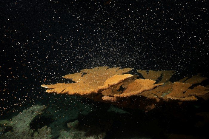 Conservation divers from Grupo Xcaret collect staghorn coral gametes released during a nighttime spawning event.