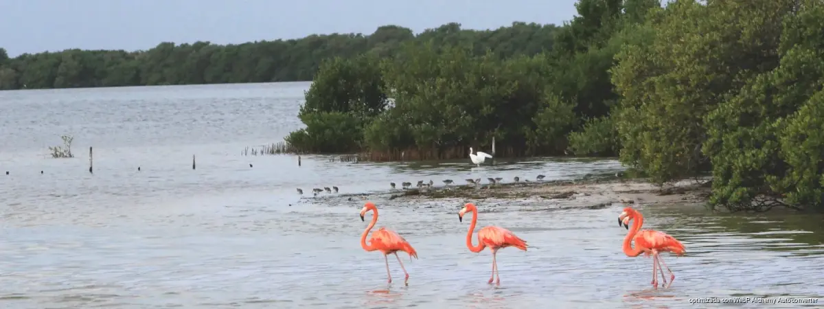 View of the Yum Balam flora and fauna protection area in northern Quintana Roo, near the community of Chiquilá