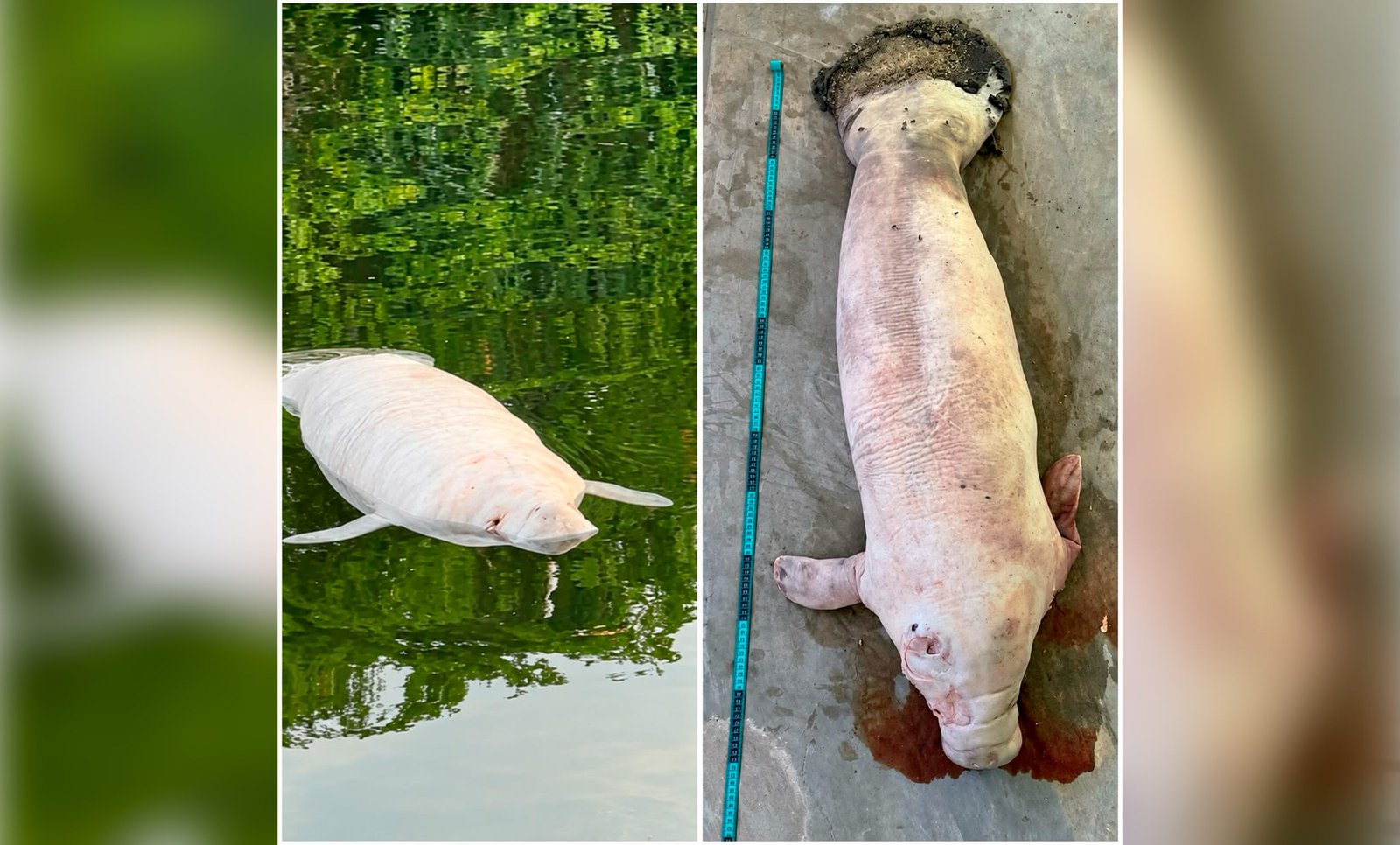 A young manatee swims in shallow water in Quintana Roo, where a calf died after being struck by a boat in the Río Hondo