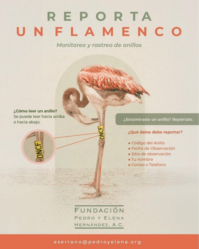A pink Caribbean flamingo with an identification band standing in a shallow coastal wetland in the Yucatan Peninsula