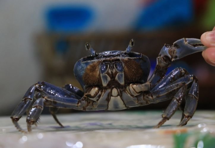 A blue land crab walking across a paved coastal road in Cancún during its annual spawning migration